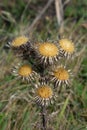 Carline Thistle Flower Seed Heads