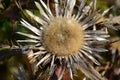 Carline Thistle (Carlina acaulis) Royalty Free Stock Photo