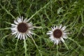 Carline thistles