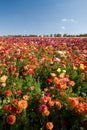 Carlsbad Flower Fields Royalty Free Stock Photo