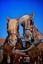 Carlsberg clydesdales horses Royalty Free Stock Photo