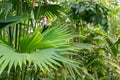 Carludovica Palmata or panama hat plant in Zurich in Switzerland Royalty Free Stock Photo