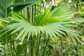 Carludovica Palmata or panama hat plant in Zurich in Switzerland Royalty Free Stock Photo