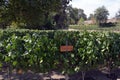 Carmenere grapes in Maipo Valley Royalty Free Stock Photo