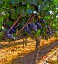 Carmenere Vineyard Royalty Free Stock Photo