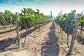 Carmenere vineyard Royalty Free Stock Photo