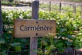 CARMENERE Wine sign on vineyard. Vineyard landcape Royalty Free Stock Photo