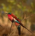 Carmine bee eater