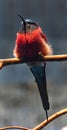 Carmine bee-eater on the branch 10 Royalty Free Stock Photo
