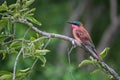 Carmine Bee Eater on a branch. Royalty Free Stock Photo