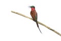 Carmine bee-eater, Merops nubicoides