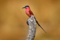 Carmine Bee-eater, Merops nubicoides, Okavango delta, Botswana in Africa. Wildlife scene from Africa. Portrait of pink red bee-