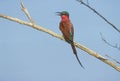 Carmine bee-eater, Merops nubicoides Royalty Free Stock Photo