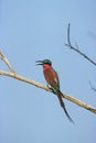 Carmine bee-eater, Merops nubicoides Royalty Free Stock Photo