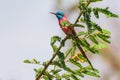 Carmine Bee-eater - Merops nubicus