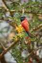 Carmine Bee-eater - Merops nubicus