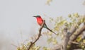 Carmine Bee eater perched on a branch Royalty Free Stock Photo