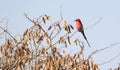 Carmine Bee eater perched on a branch Royalty Free Stock Photo