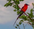 Carmine Bee-eater sitting on tree branch Royalty Free Stock Photo