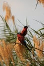 Carmine Bee-eaters Royalty Free Stock Photo