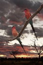 Carmine Bee Eaters - Botswana