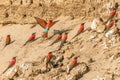 carmine bee eaters in the Southern Luangwa Royalty Free Stock Photo