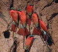 Carmine bee eaters Royalty Free Stock Photo