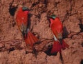 Carmine bee eaters at nesting site Royalty Free Stock Photo