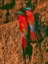 Carmine bee eaters Royalty Free Stock Photo