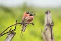 Carmine Bee Eaters Royalty Free Stock Photo