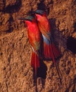 Carmine bee eaters Royalty Free Stock Photo