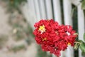 Carmine (red) coloured Crape myrtle (Lagerstroemia indica) in bloom : (pix Sanjiv Shukla)
