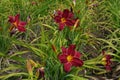 Carmine red and yellow flowers of daylilies in June Royalty Free Stock Photo