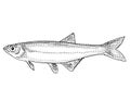 Carmine shiner or Notropis percobromus Freshwater Fish Cartoon Drawing