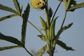 Carmine Splendor green okras with yellow flower,lady finger farming,bhindi plants,Plant of Okra,green okra flower and new born on