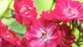 Carmine spray roses macro photography. Small inflorescences of a rose on a blurred green background. Floral background with red