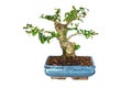 Carmona retusa bonsai in training