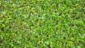 Carmona retusa fukien tea tree green plant background.Green leaf small in garden outdoor.Nature grass Eco environment texture.