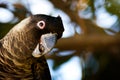 Carnaby Cockatoo Royalty Free Stock Photo