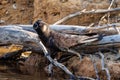 Carnaby\'s Black Cockatoo in Western Australia