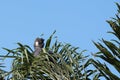 Carnaby\'s Black Cockatoo, Zanda latirostris, sitting feeding in tree top, blue sky backgroun Royalty Free Stock Photo