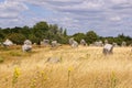 Carnac megaliths Royalty Free Stock Photo