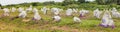 Carnac stones - panoramic view Royalty Free Stock Photo