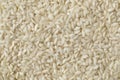 Carnaroli risotto rice Royalty Free Stock Photo