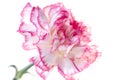 Carnation