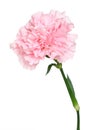 Carnation