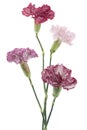 Carnation Royalty Free Stock Photo