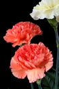 Carnation