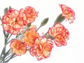 Carnation