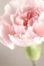 Carnation Royalty Free Stock Photo